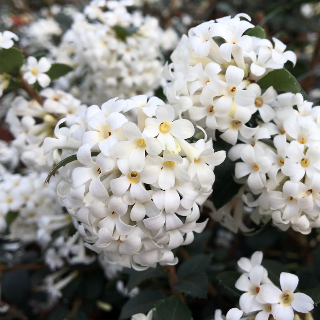 Osmanthus delavayi Perfume of Nature - Osmanto