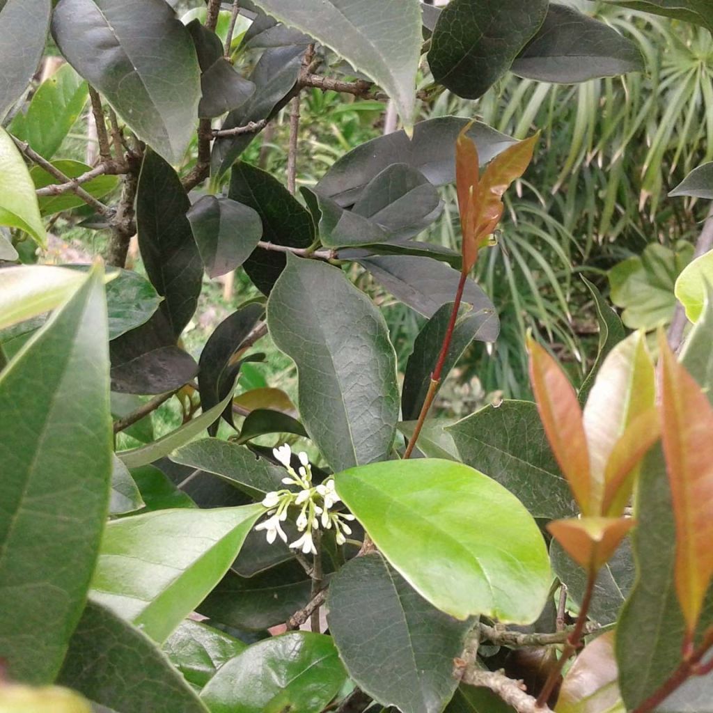 Osmanthus fragrans - Osmanto odoroso