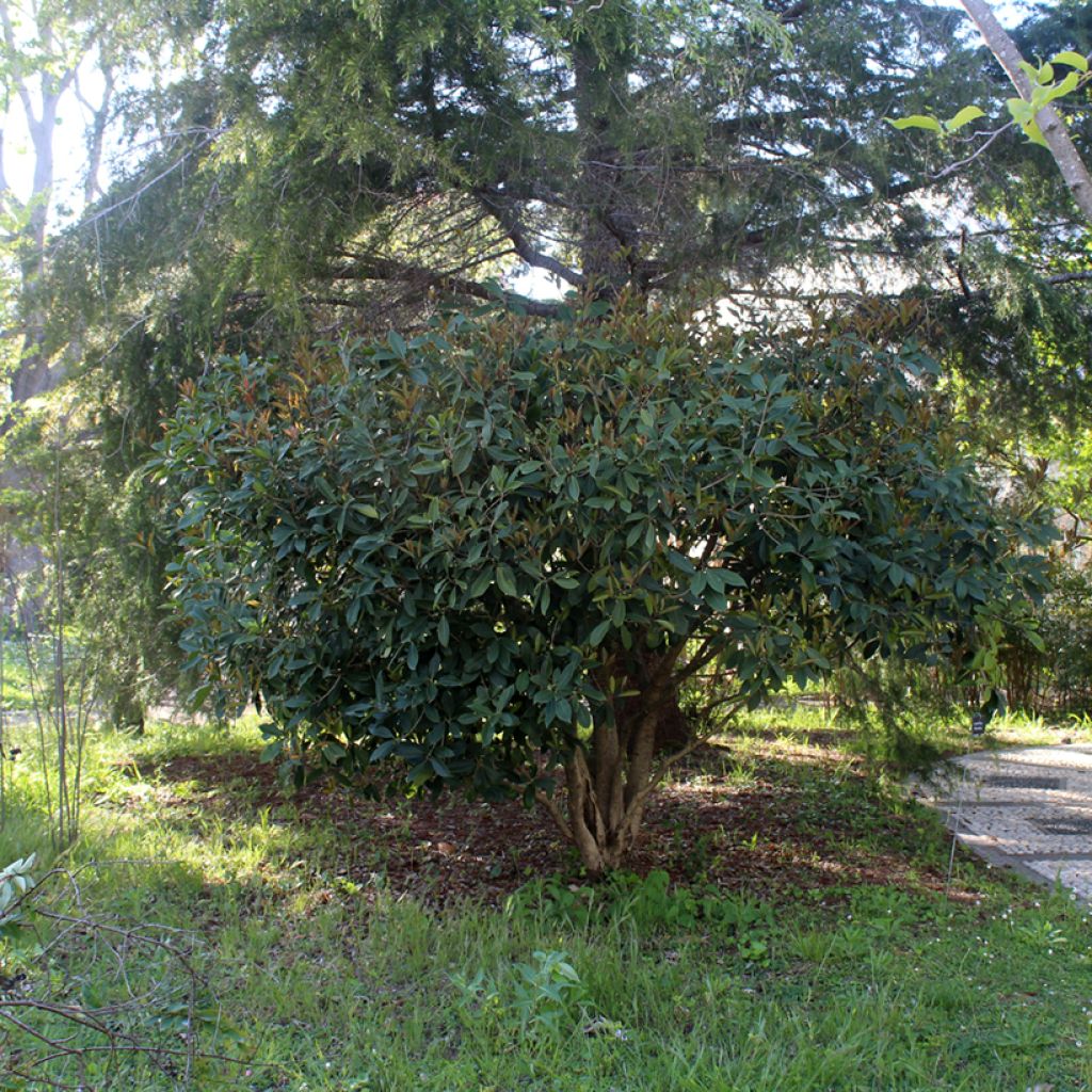 Osmanthus fragrans - Osmanto odoroso