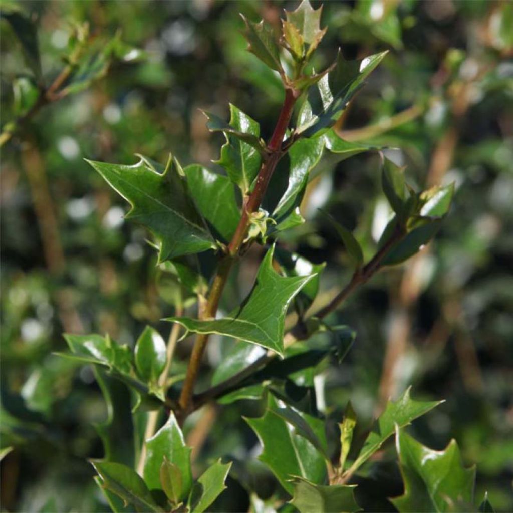 Osmanthus heterophyllus Gulftide