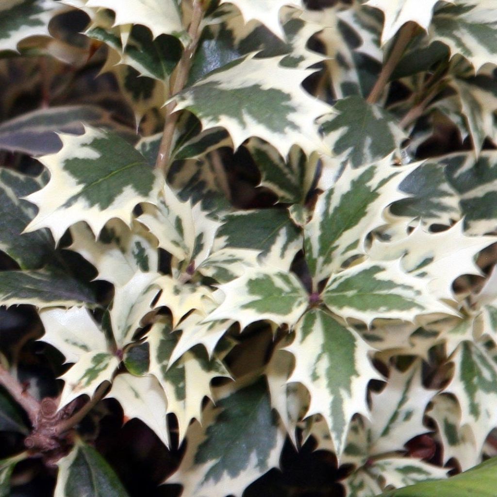 Osmanthus heterophyllus Variegatus - Osmanthe panaché