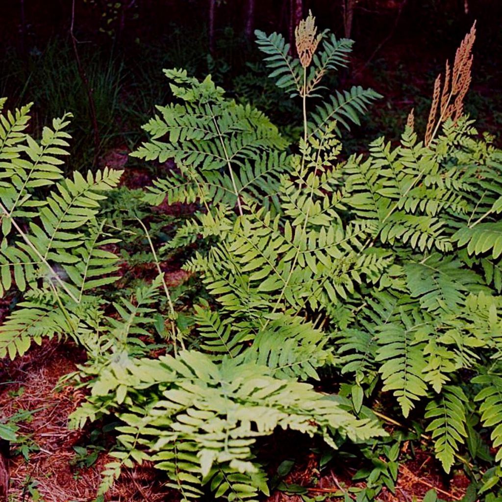 Osmunda regalis - Osmonde royale - Fougère fleurie