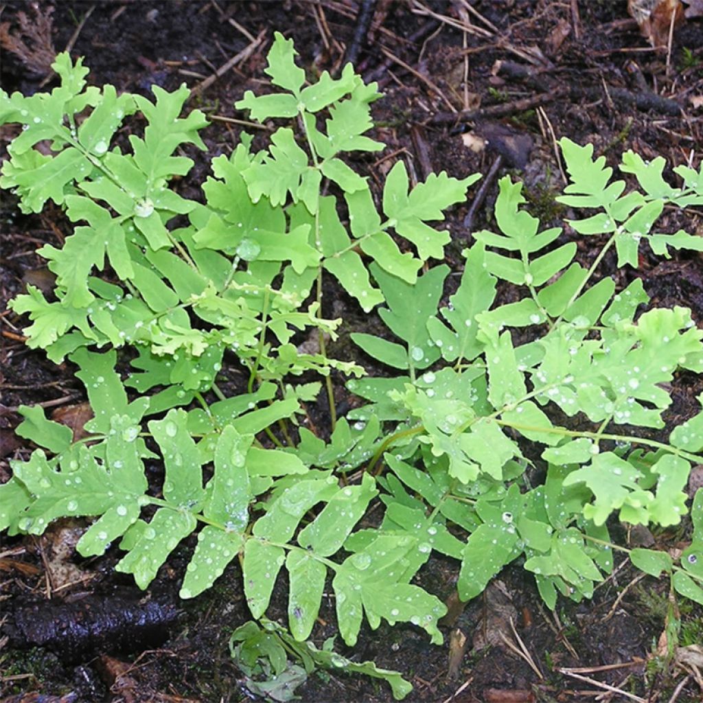 Osmonde royale, Osmunda regalis Cristata