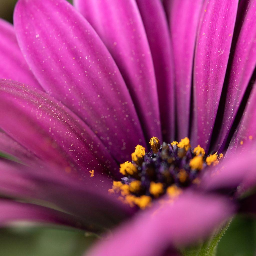 Osteospermum Dalina Bright Purple