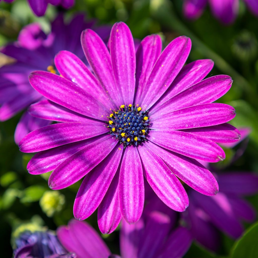 Osteospermum Dalina Bright Purple