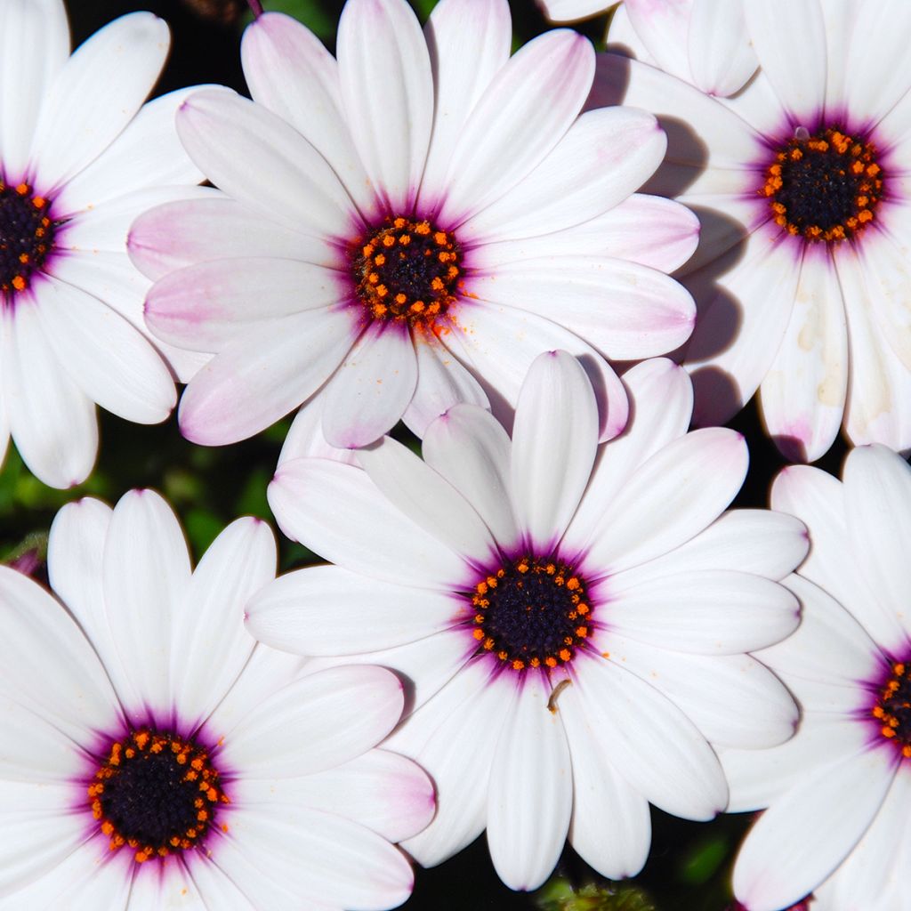 Osteospermum Dalina Inez Improved