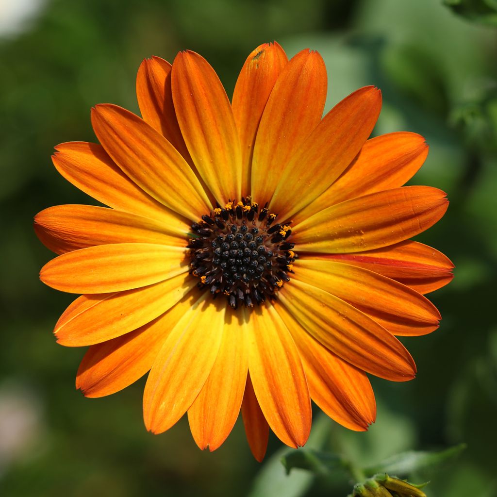 Osteospermum Dalina Orange