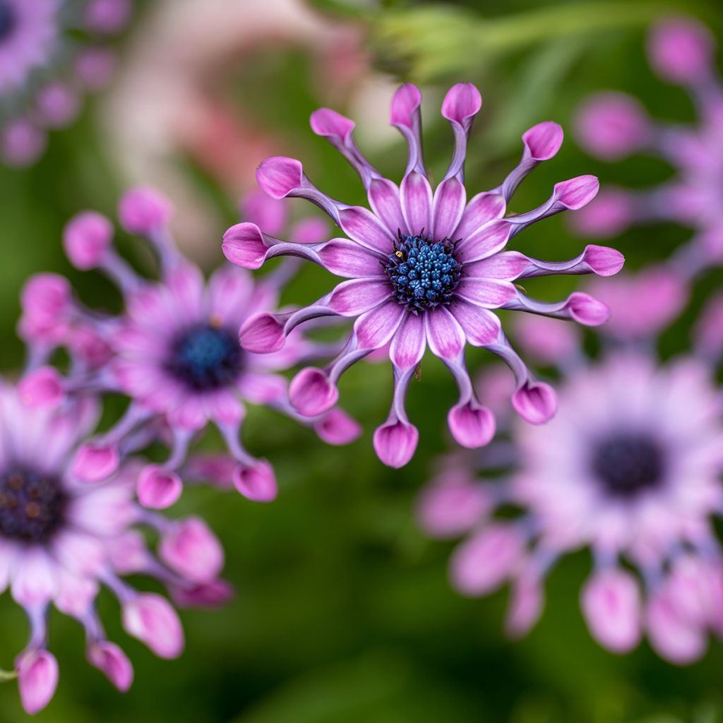 Osteospermum Flower Power Spider Pink