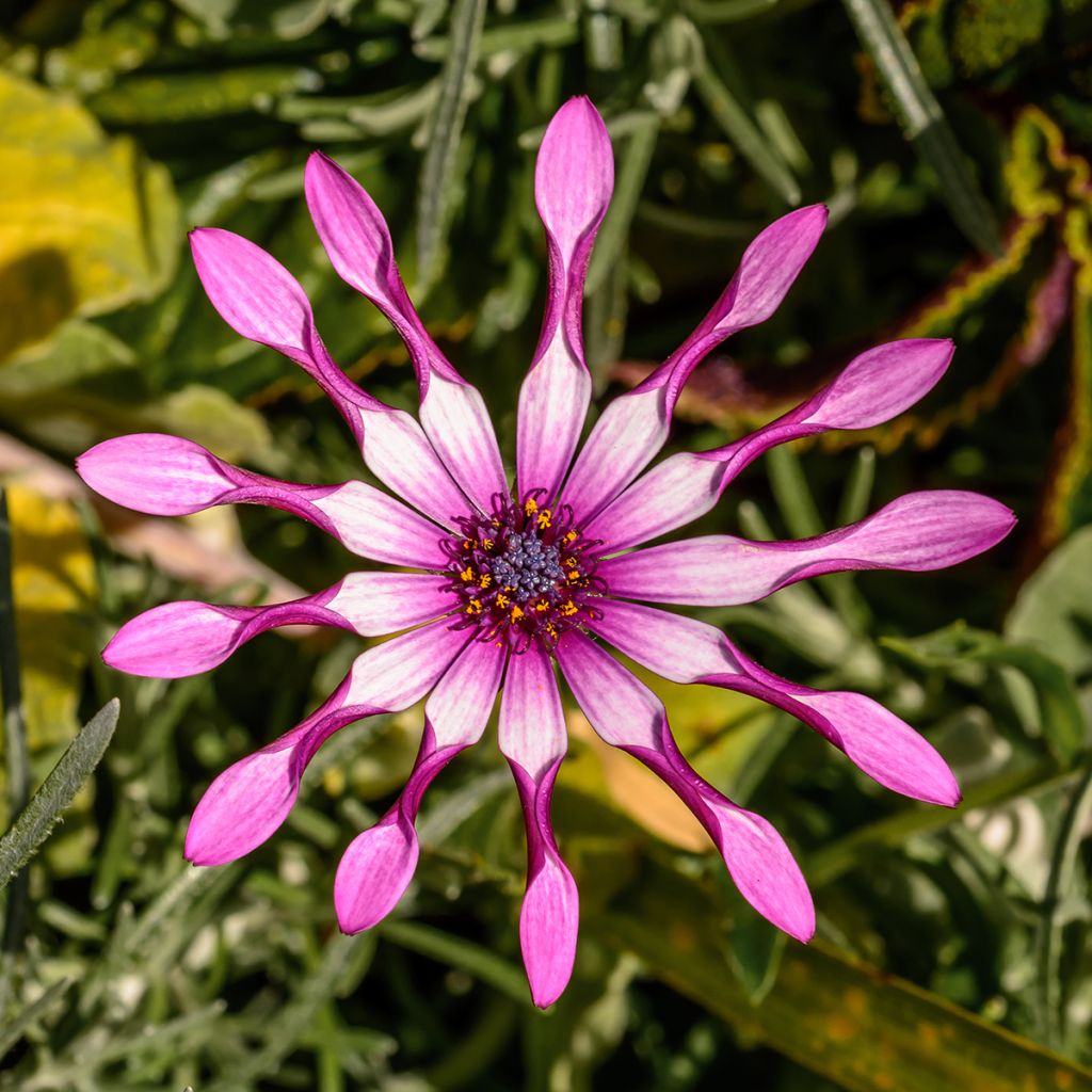 Osteospermum Flower Power Spider Pink