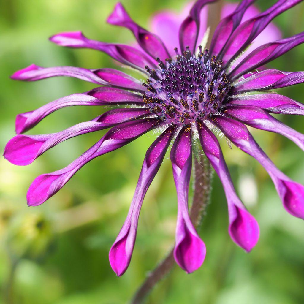 Osteospermum Flower Power Spider Purple