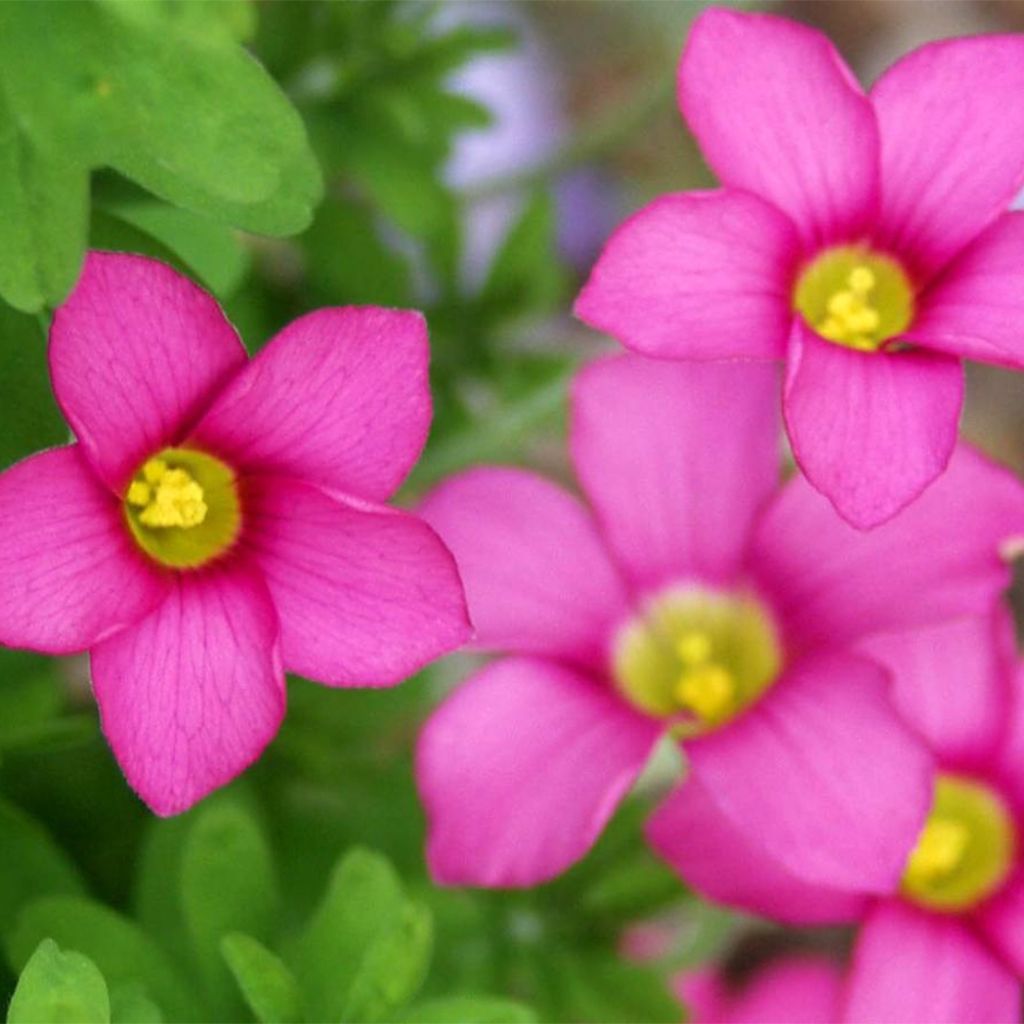 Oxalis hirta Gothenburg