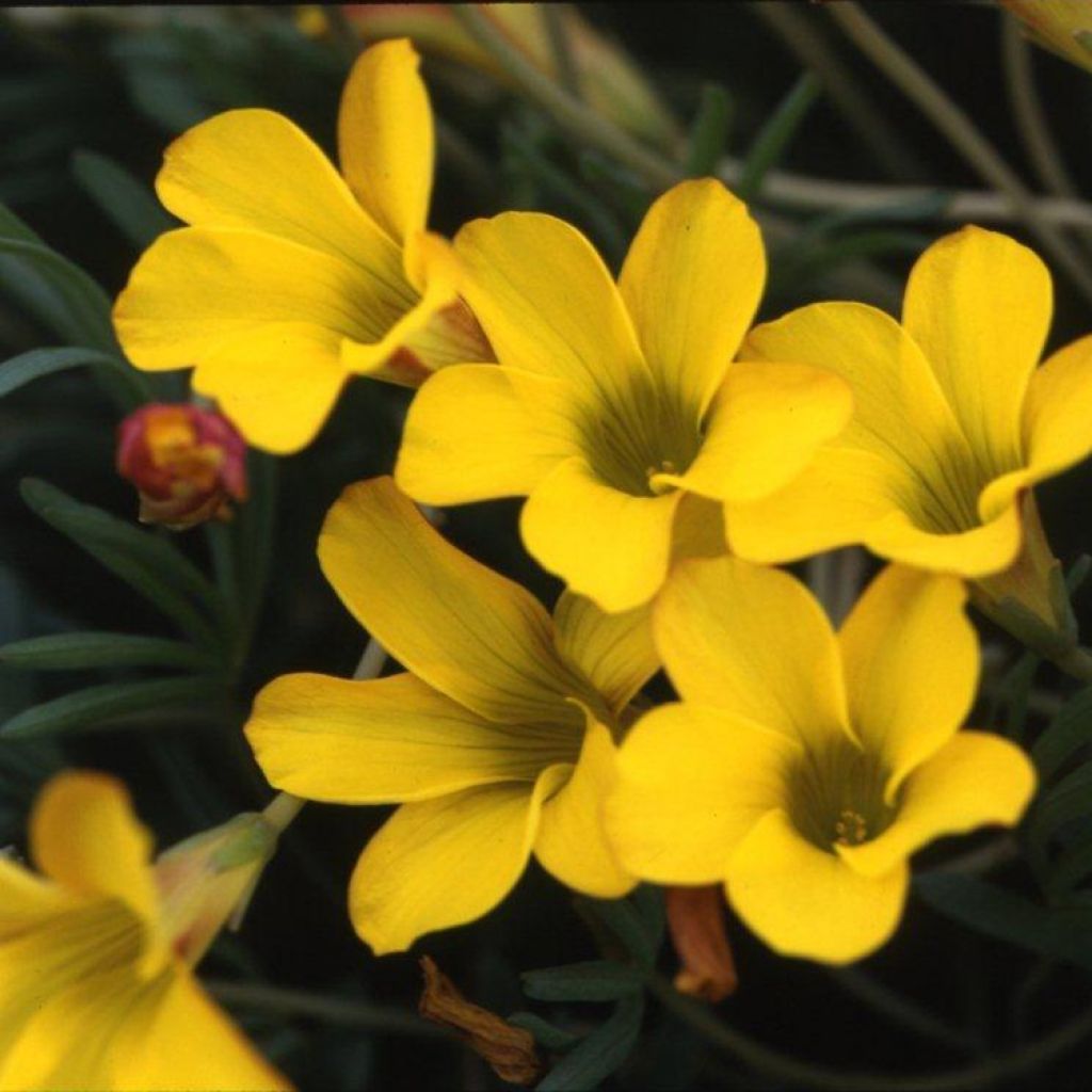 Oxalis purpurea Ken Aslet