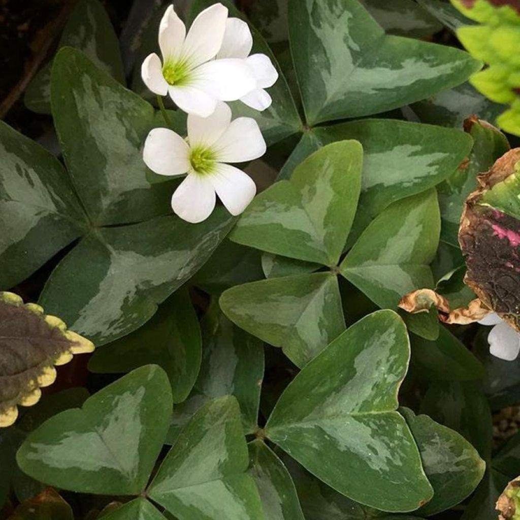 Oxalis trianglularis Marmer