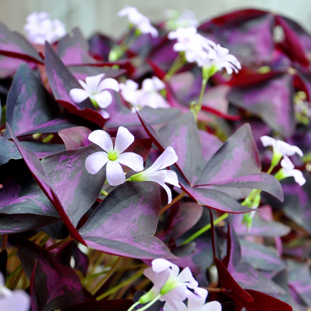 Oxalis triangularis ssp.papilionacea Atropurpurea