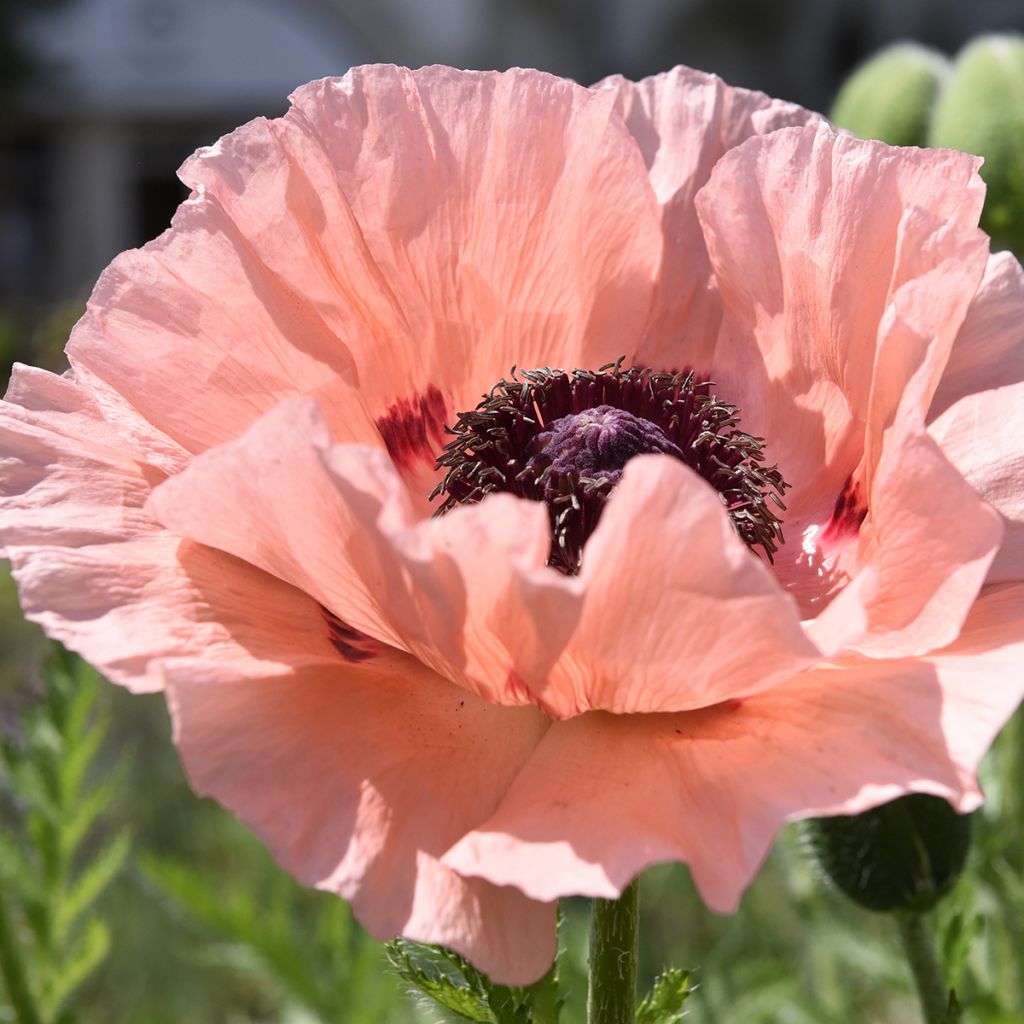 Papaver orientale Mrs Perry