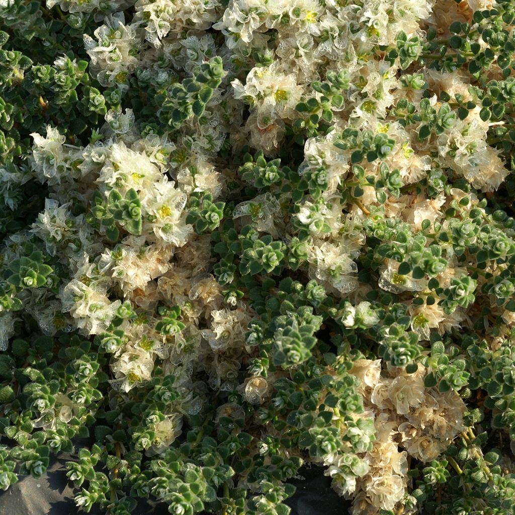 Paronychia kapela subsp. serpyllifolia - Paronichia con foglie di serpillo