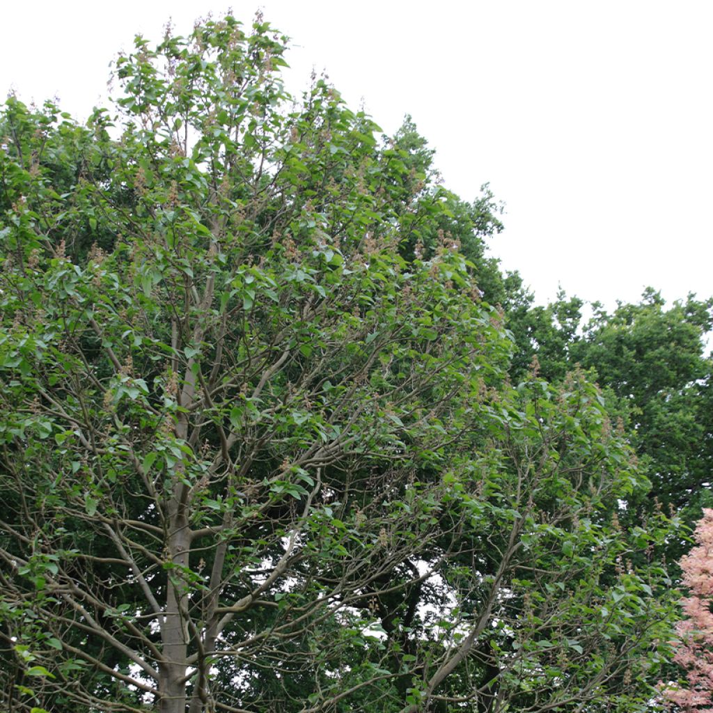 Paulownia fortunei Fast Blue