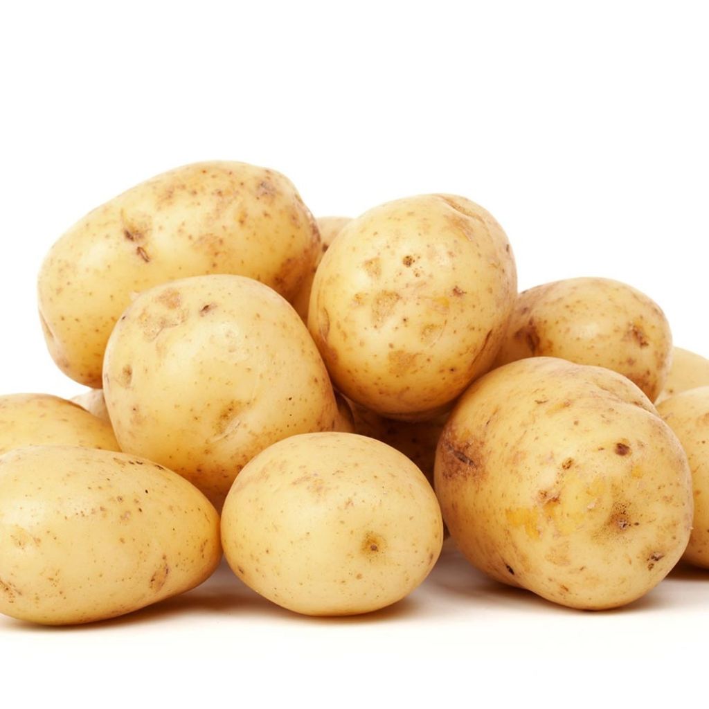 Pomme de terre Penni 25/40 - Solanum tuberosum 25 plants