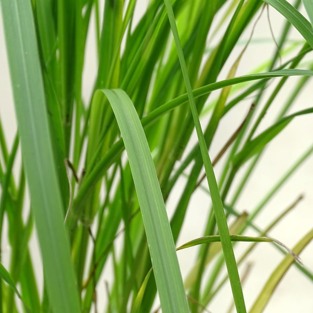 Pennisetum thunbergii - Herbe aux écouvillons pourpres