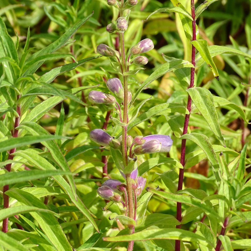 Penstemon Sour Grapes