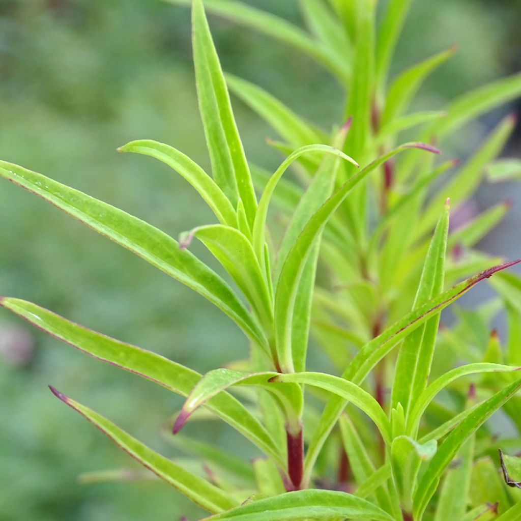 Penstemon hybride Blackbird - Galane