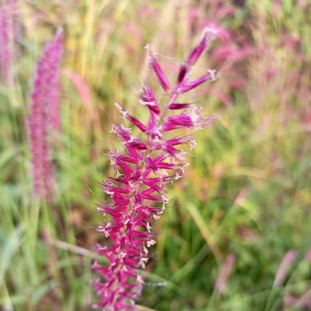 Persicaria amplexicaulis Amethyst