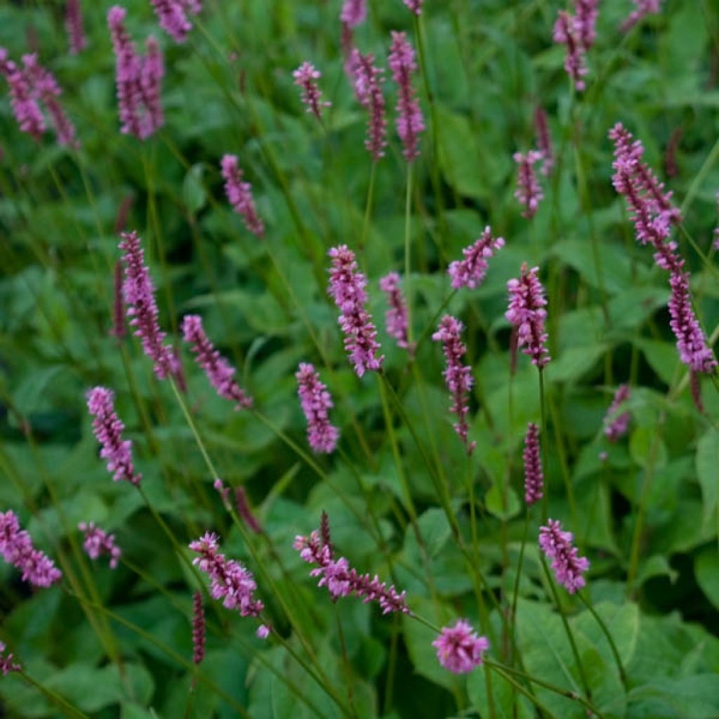 Persicaria amplexicaulis High Society