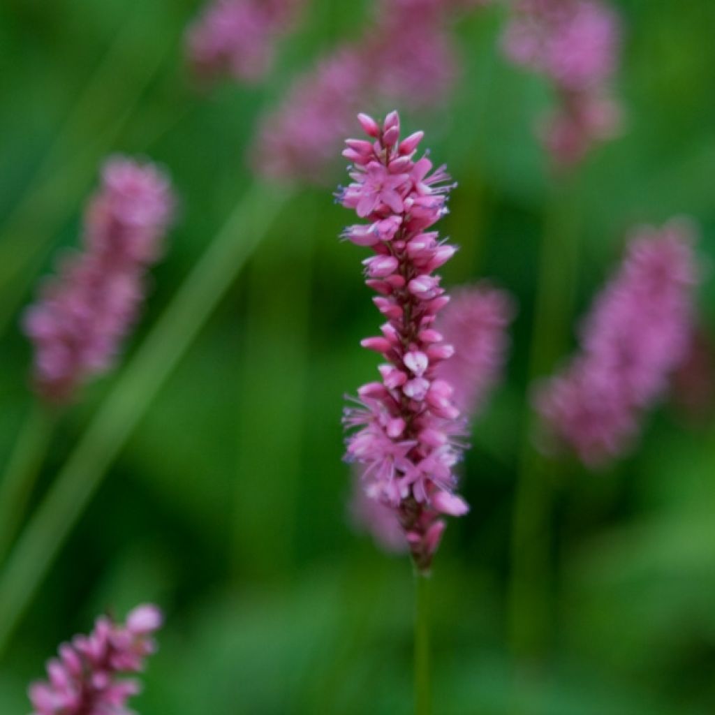 Persicaria amplexicaulis High Society