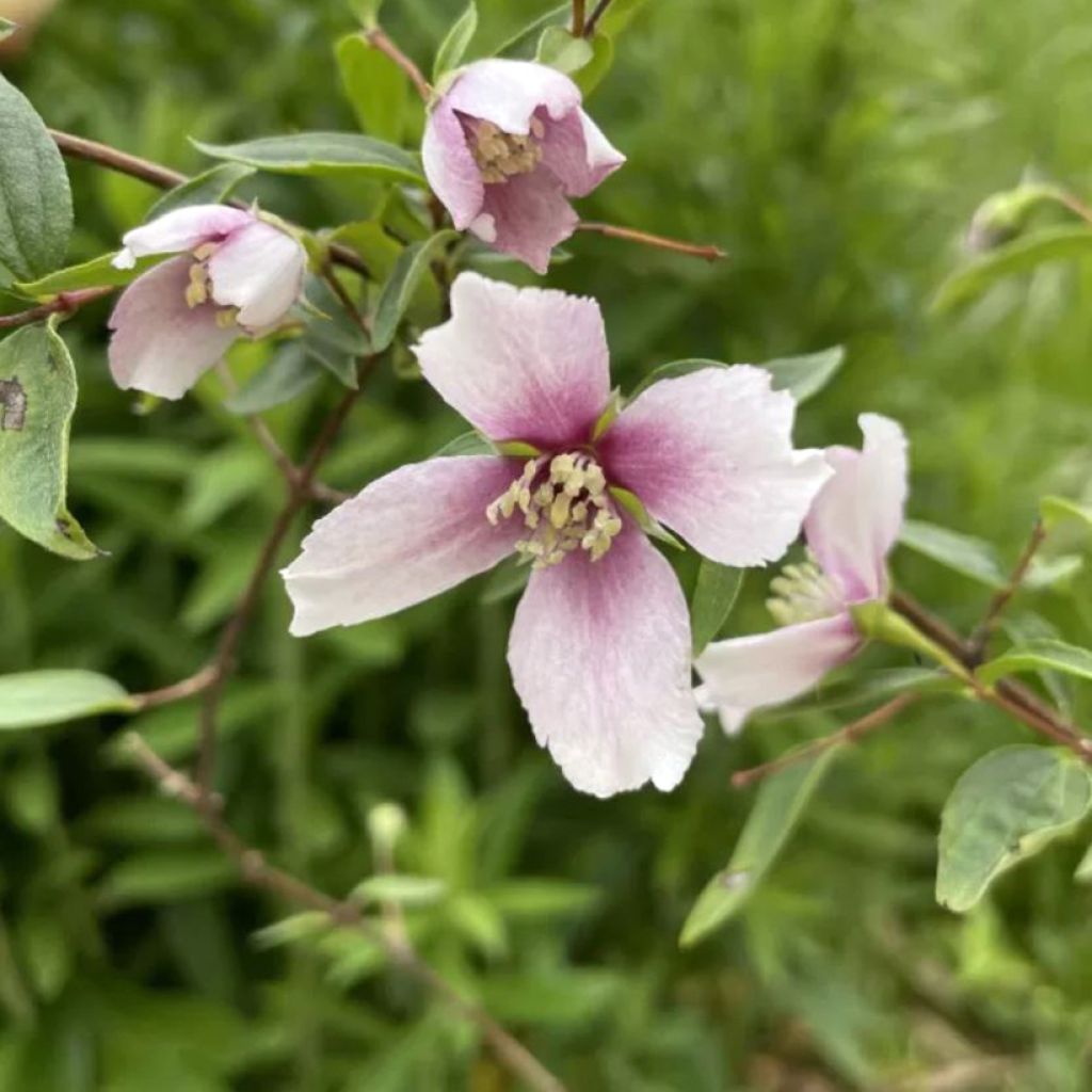 Philadelphus Petite Perfume Pink - Filadelfo