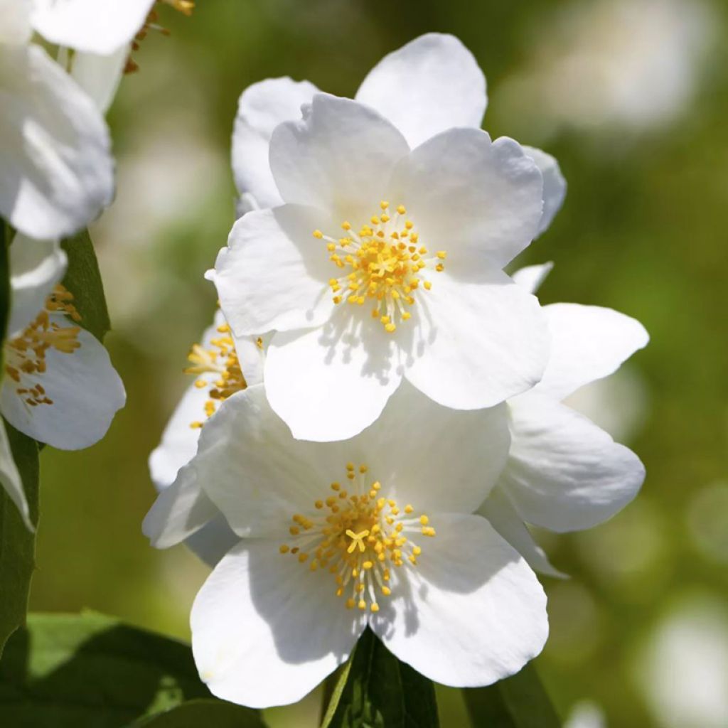 Philadelphus Petite Perfume White - Filadelfo