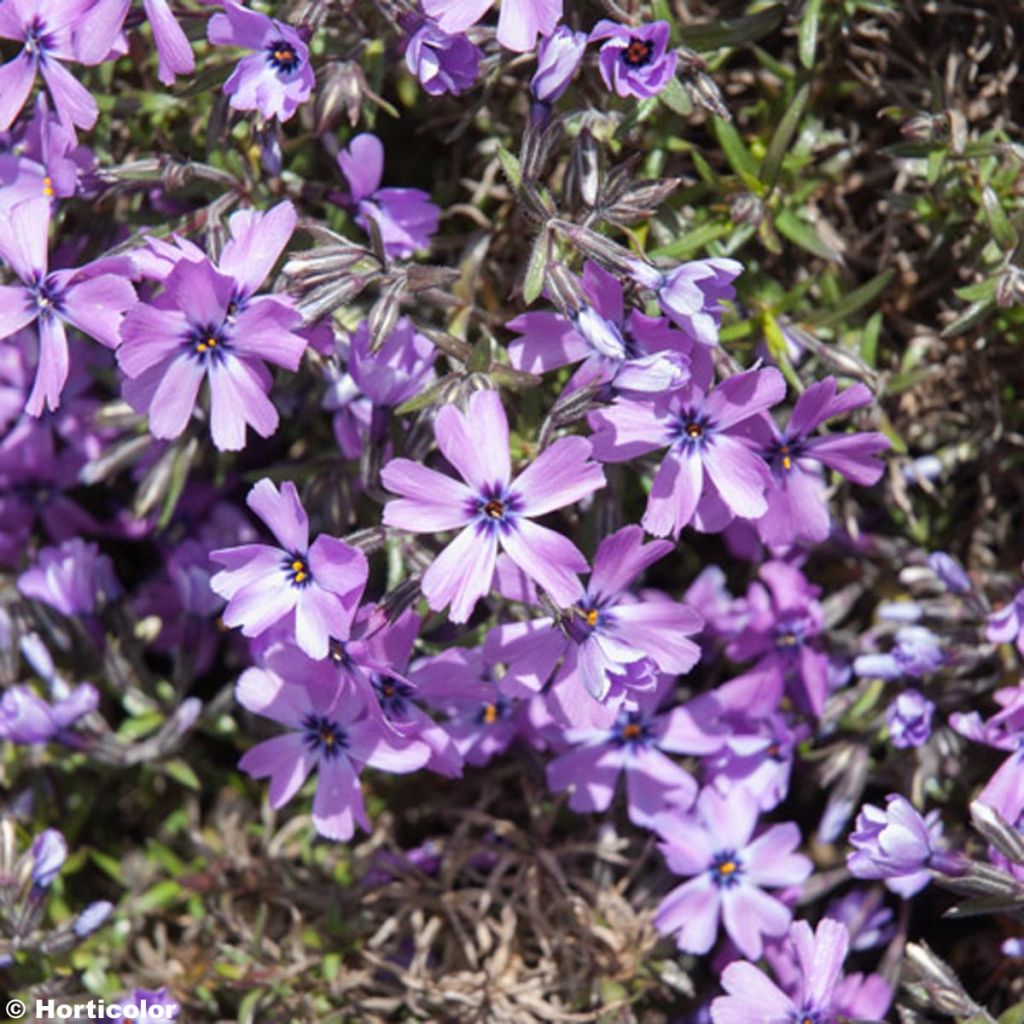 Phlox subulata Purple Beauty - Muscio rosa