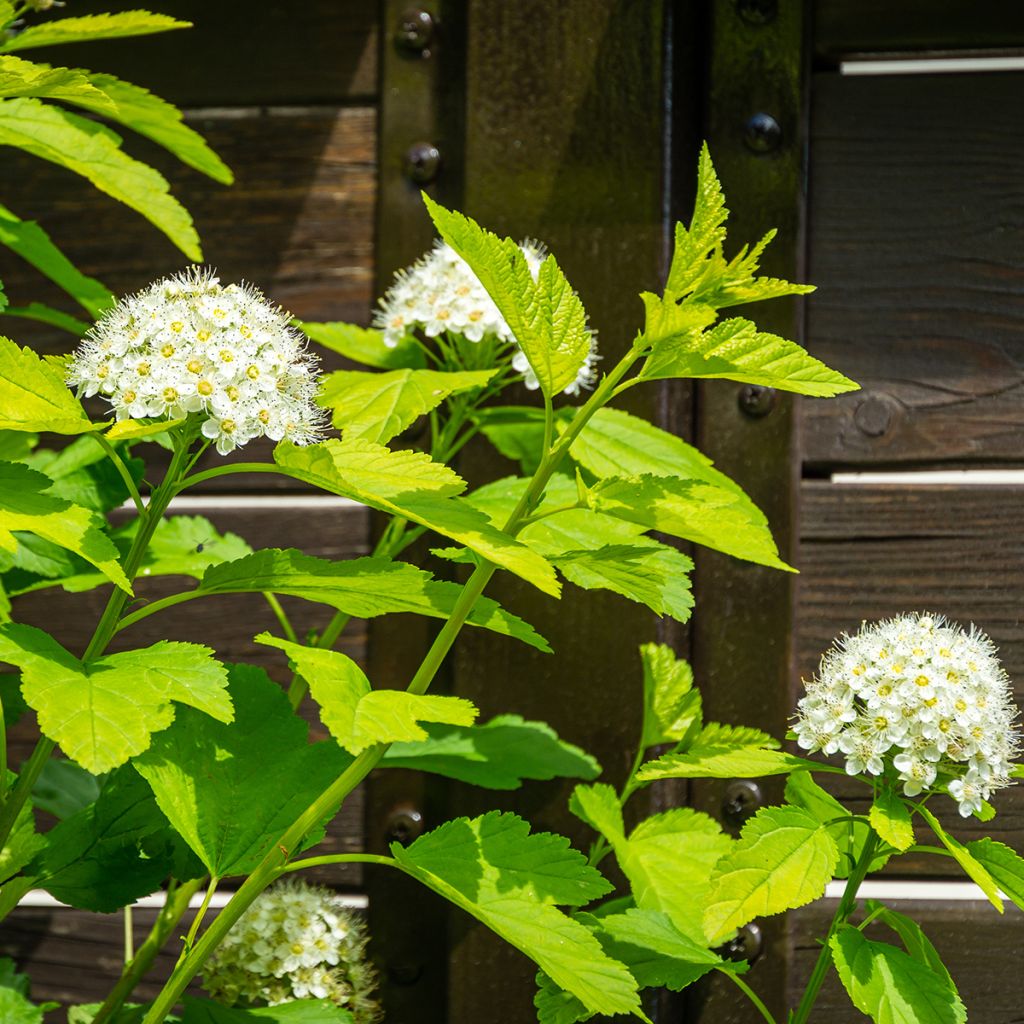 Physocarpus opulifolius Nugget