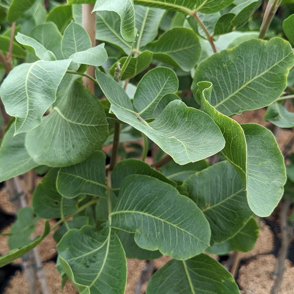 Pistacia vera Kerman - Pistacchio