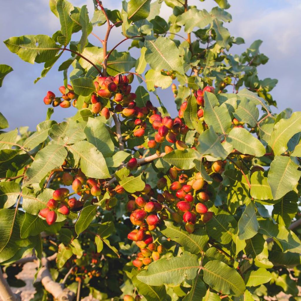 Pistacia vera Kerman - Pistacchio