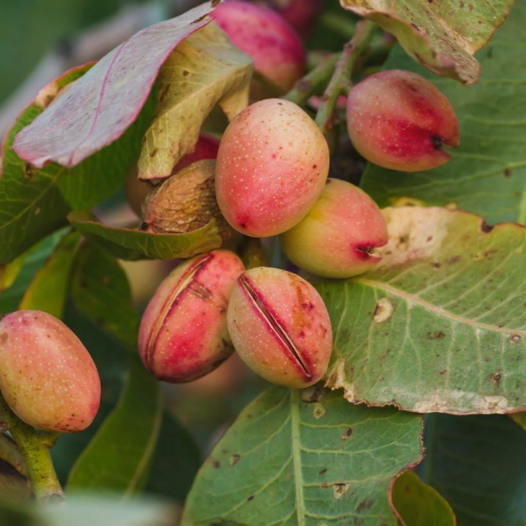 Pistacia vera Kerman - Pistacchio