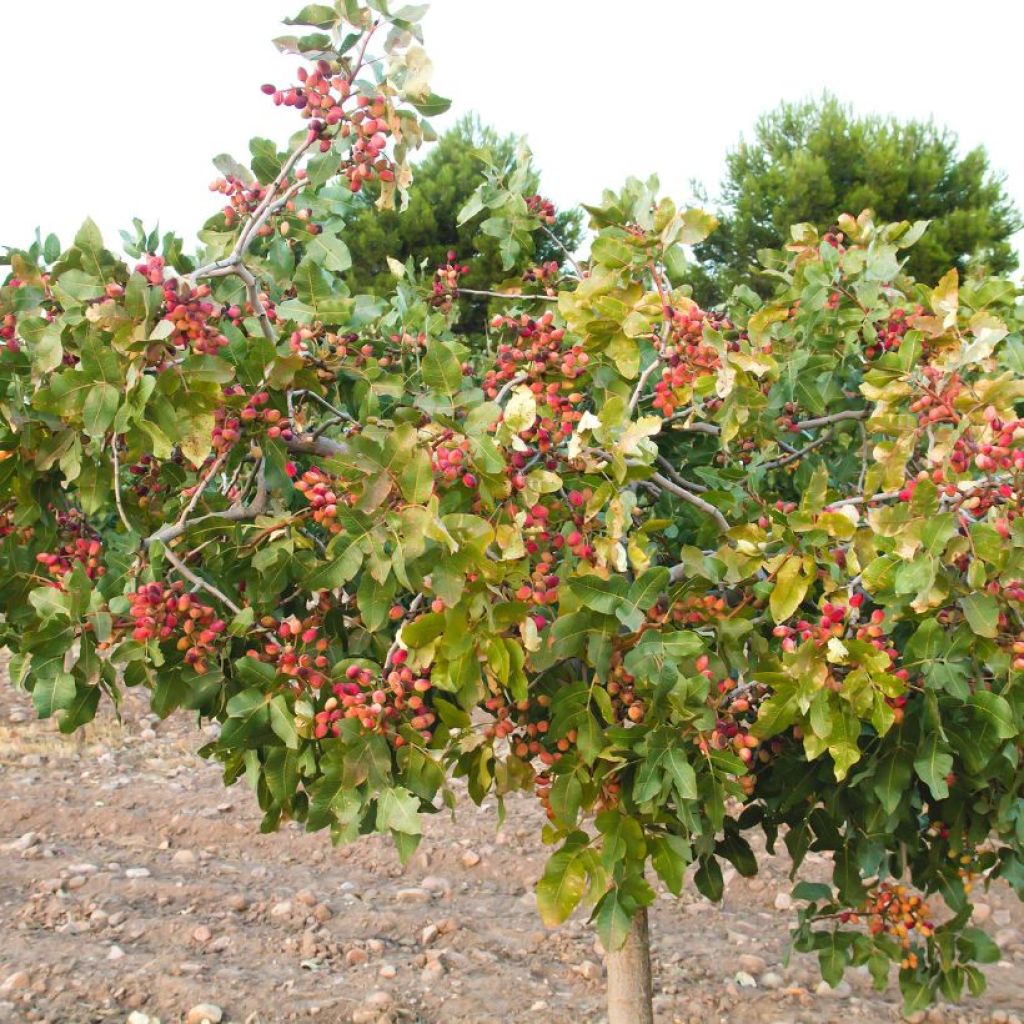 Pistacia vera Kerman - Pistacchio