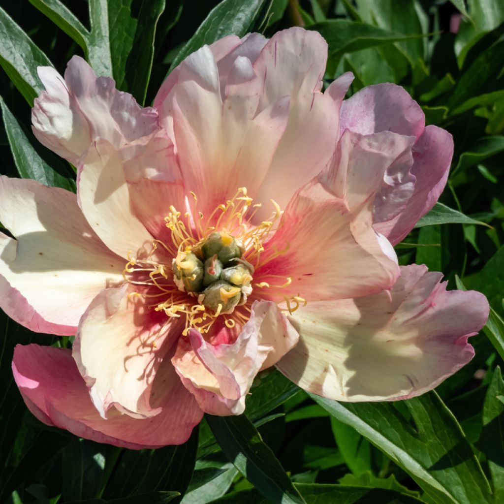 Peonia Itoh Julia Rose