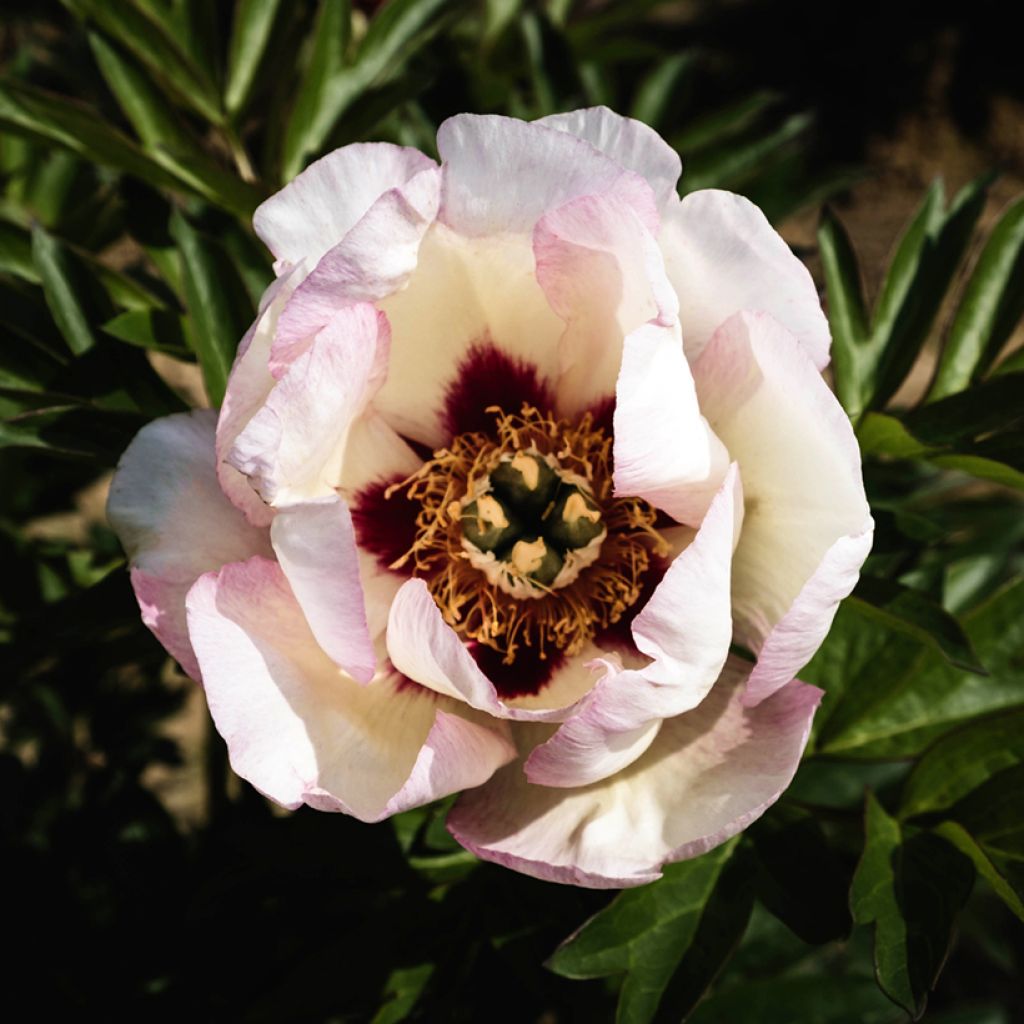 Peonia Itoh Pastel Splendor