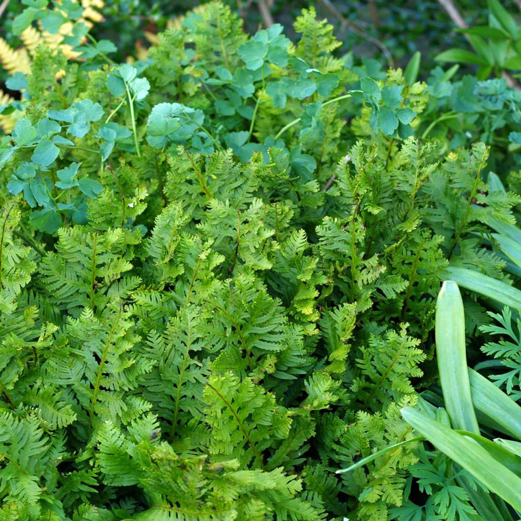 Polypodium cambricum Oakleyae - Polipodio meridionale