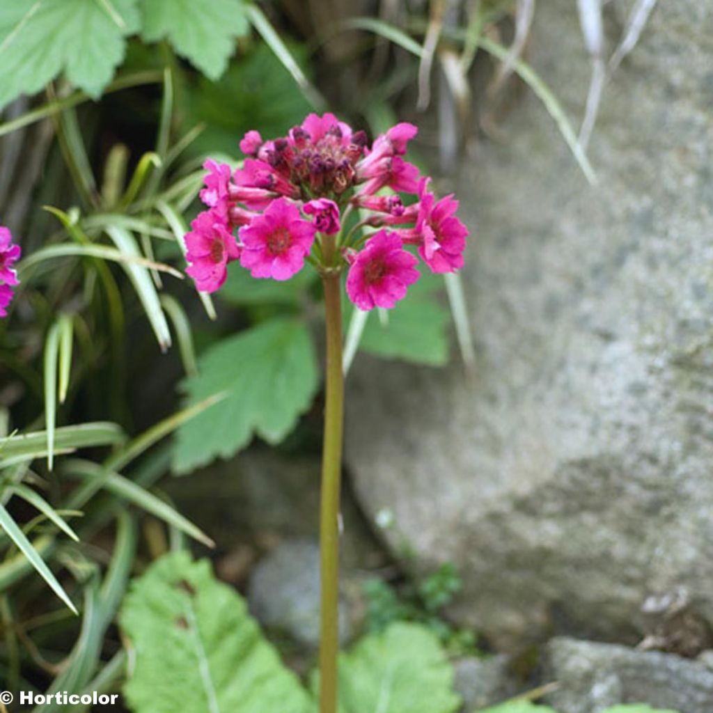 Primula japonica - Primula giapponese