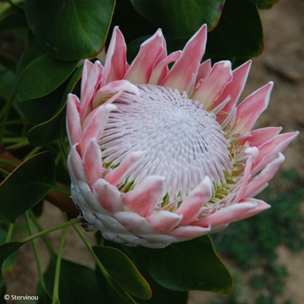 Protea cynaroides - Protea Re