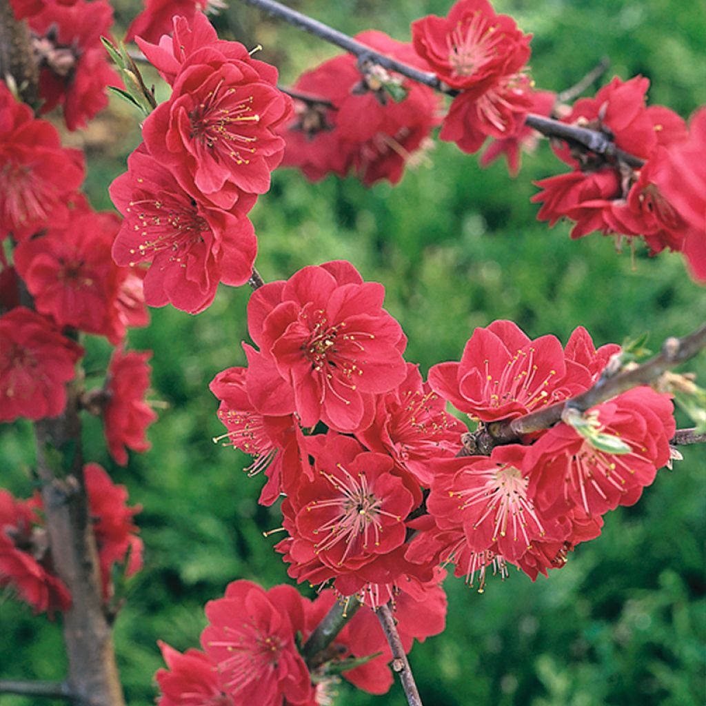 Prunus persica Melred Weeping - Pesco da fiore