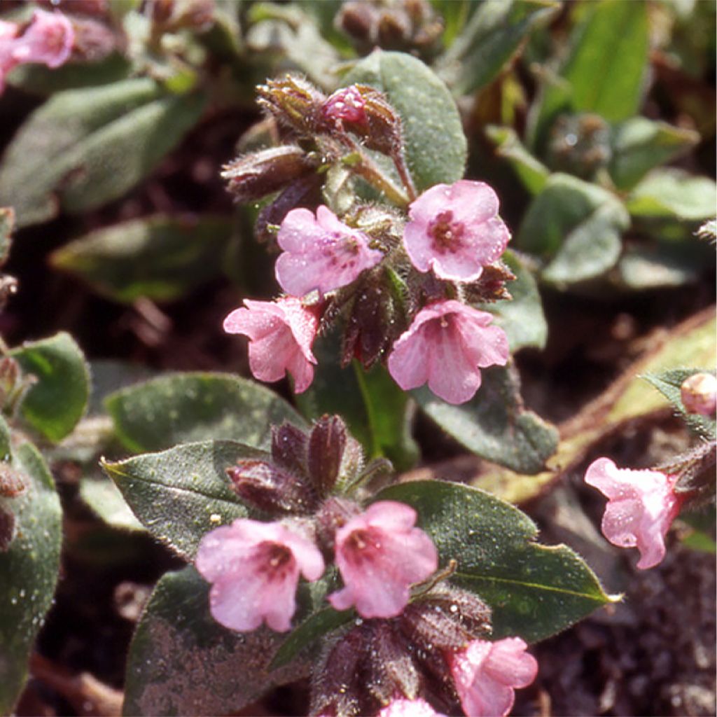 Pulmonaria saccharata Dora Bielefeld - Polmonaria chiazzata