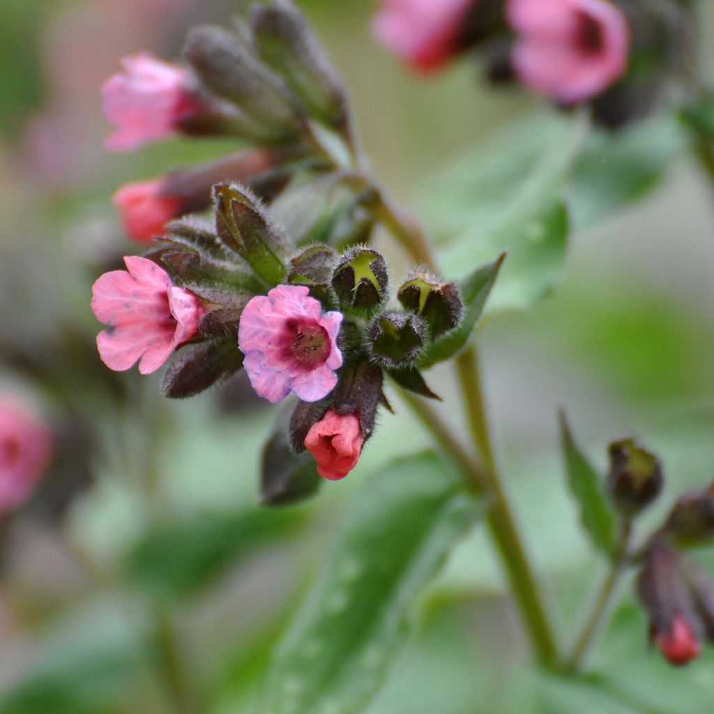 Pulmonaria saccharata Dora Bielefeld - Polmonaria chiazzata