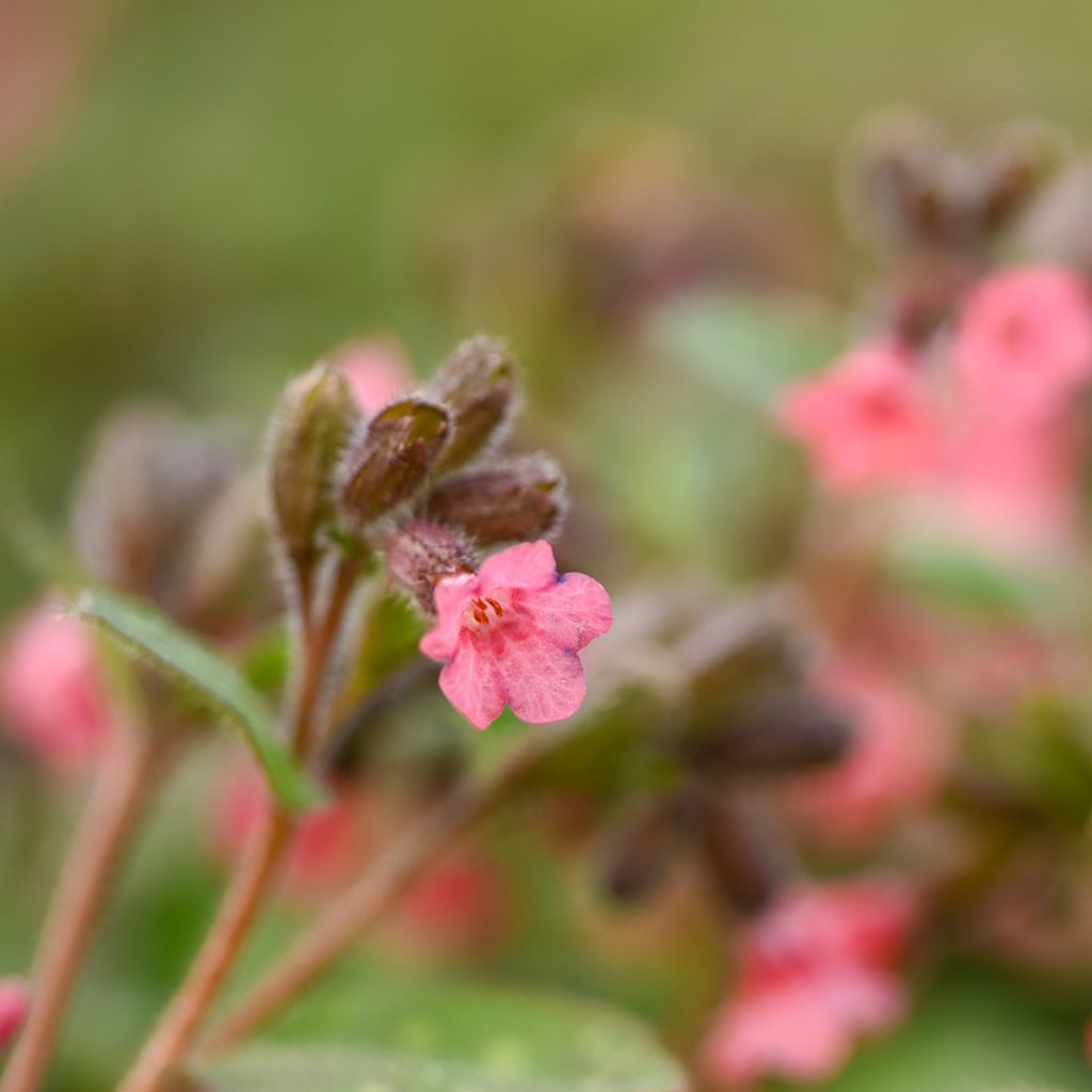 Pulmonaria saccharata Dora Bielefeld - Polmonaria chiazzata