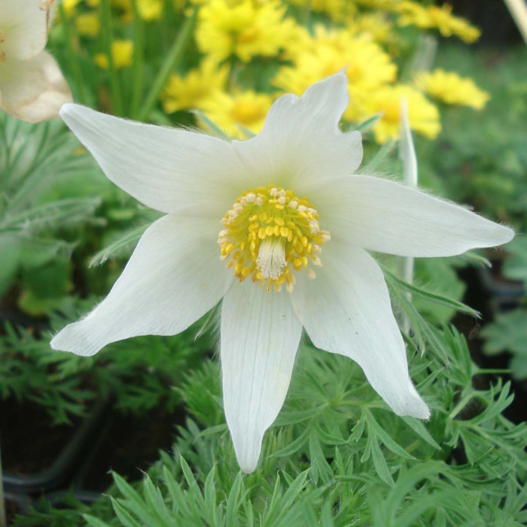 Pulsatilla vulgaris Alba - Fiore di Pasqua bianca