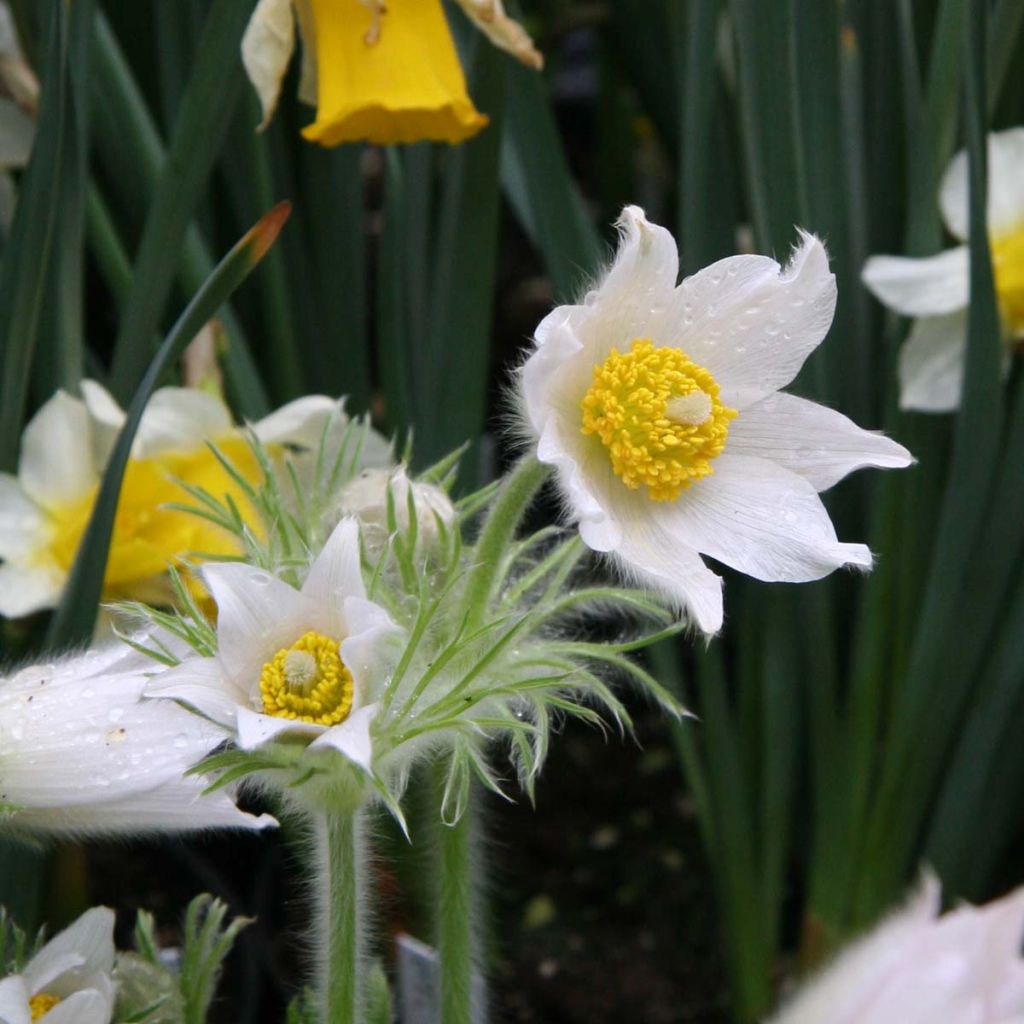 Pulsatilla vulgaris Alba - Fiore di Pasqua bianca