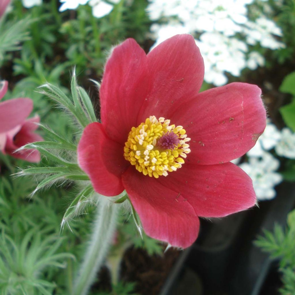 Pulsatilla vulgaris Röde Klokke - Fiore di Pasqua rossa