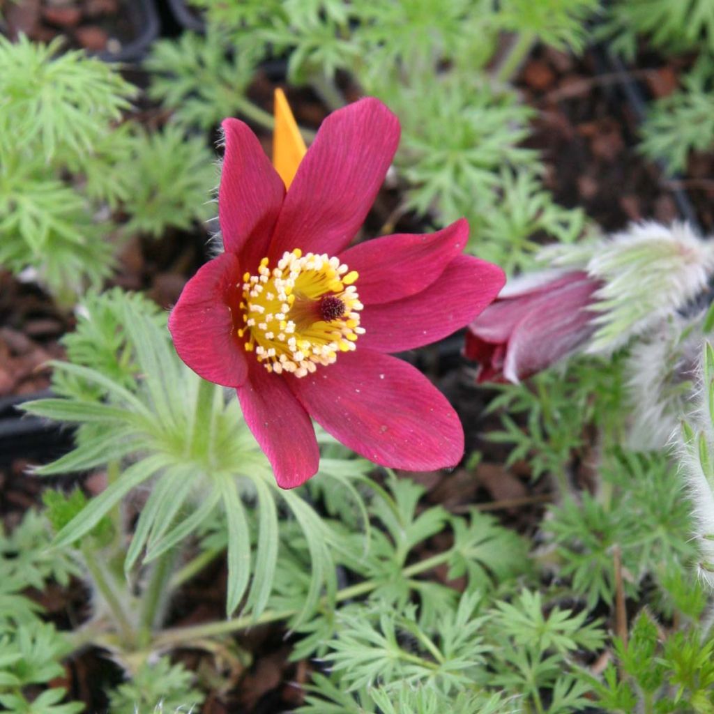 Pulsatilla vulgaris Röde Klokke - Fiore di Pasqua rossa