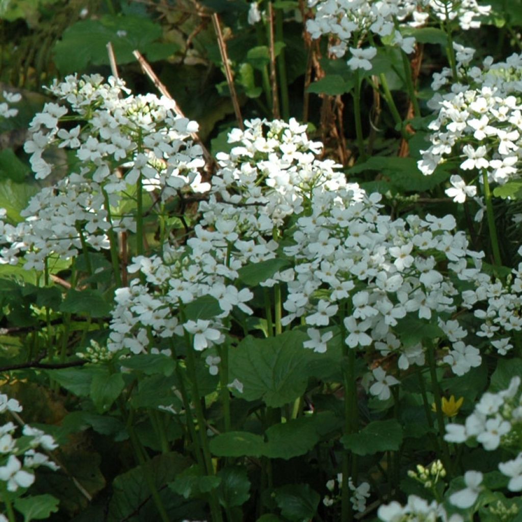 Pachyphragma macrophyllum